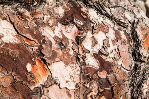 Preview: Old Tree With The Bark Of The Tree Partly Peeled. Texture And Background From Nature