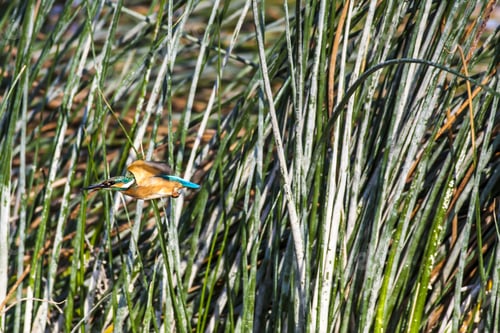 Preview: Flying Kingfisher. Green Nature Background.
