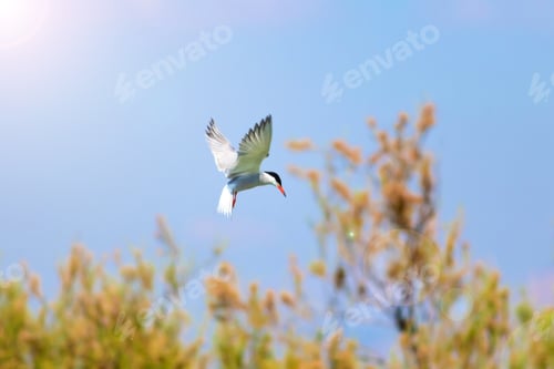 Preview: Flying Bird. Blue Sky Background. Artistic Bird Photography.