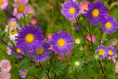 Preview: Vibrant Asters Blooming In The Garden