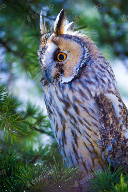 Preview: Forest And Owl. Green Pine Tree Background.