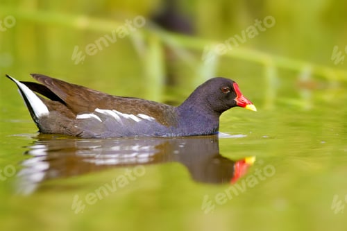 Preview: Nature And Bird. Cute Colorful Water Bird. Lake Habitat And Green Nature Background. Bird: Common