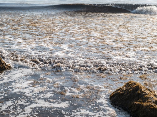 Preview: The Invasive Algae Rugulopteryx Okamurae, Native To The Pacific Ocean, Invades The Strait Of