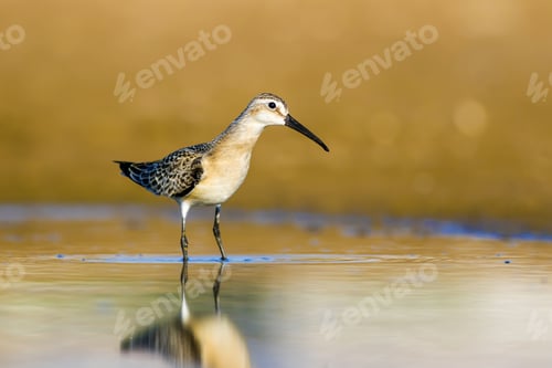 Preview: Water And Waterfowl. Bird: Curlew Sandpiper. Colorful Nature Habitat Background.