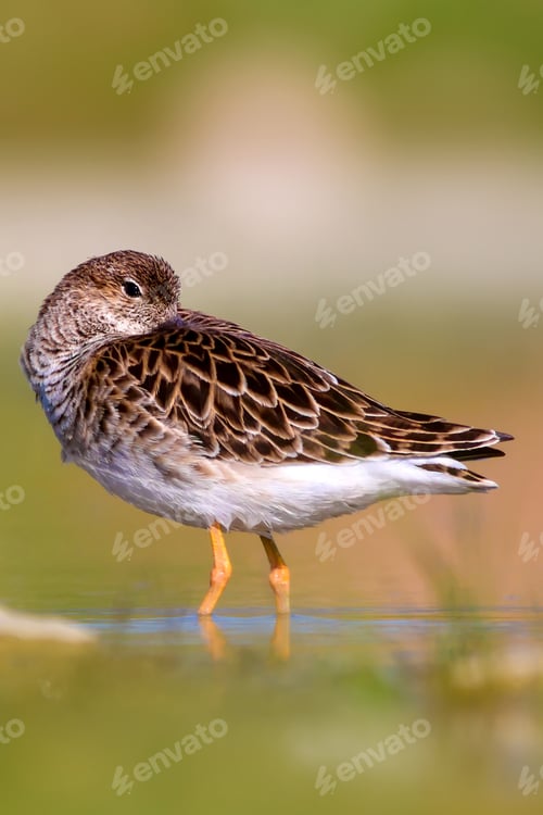 Preview: Cute Water Bird Is Sleeping. Natural Wetland Background. Common Water Bird: Ruff. Philomachus