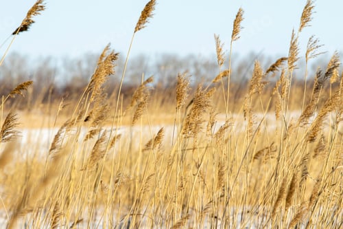 Preview: Dry Branches Of Reeds Against The Blue Sky