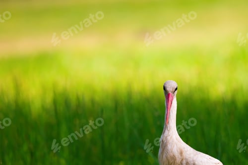 Preview: Green Nature Background And Cute Bird Stork.