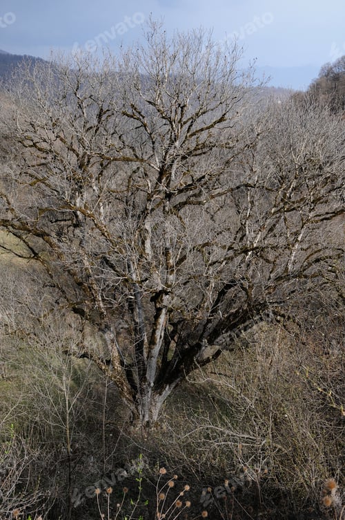 Preview: Bare Tree On Natural Background