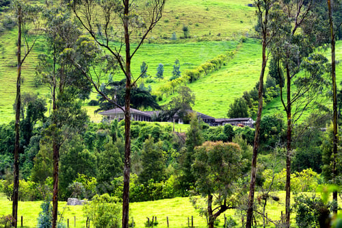 Preview: Landscape Of Wax Palm Trees (Ceroxylon Quindiuense) In Cocora Valley Or Valle De Cocora In Colombia
