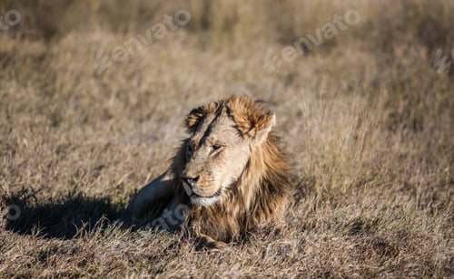 Preview: Male African Lion In The Okavango-Delta In Botswana