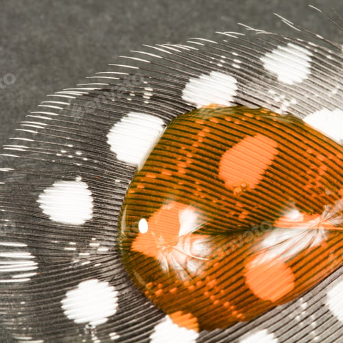 Preview: Guinea Hen Feather With Orange Water Drop And Dark Background