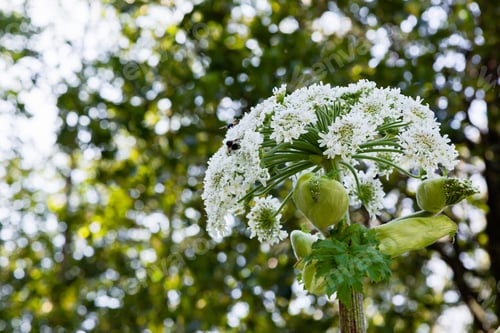 Preview: Heracleum Sosnowskyi Is Apoisonous Plant, Commonly Known As Giant Hogweed, Cartwheel-Flower, Giant