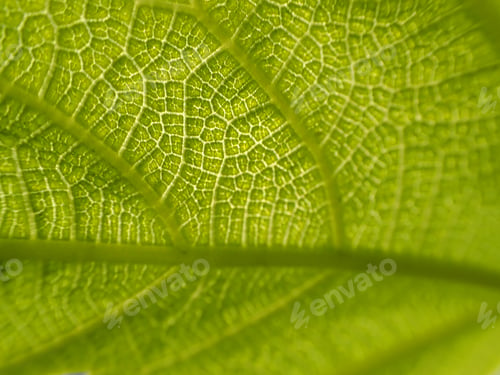 Preview: Macro Close Up Photo Of Green Leaf As Seen At Spring Lit By The Sun