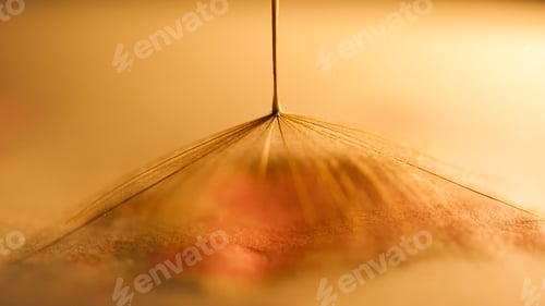 Preview: Macro, Abstract Composition With Dandelion Seed