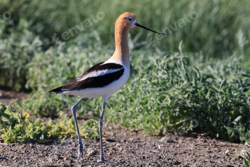 Preview: American Avocet Oregon Usa
