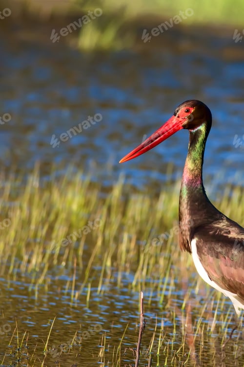 Preview: Colorful Nature And Stork. Green, Blue Nature Background.