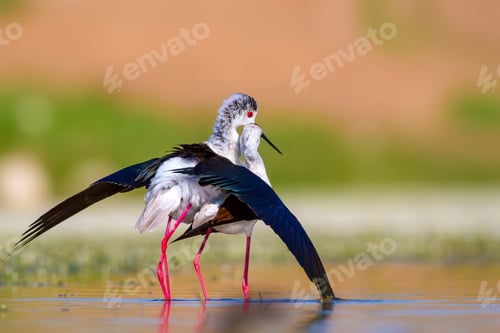 Preview: Cute Bird'S Mating. Common Water Birds. Bird; Black Winged Stilt. Himantopus Himantopus. Colorful