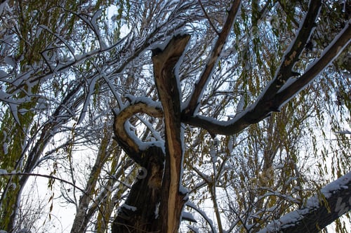 Preview: Snow-Covered Branches And Trees In The City Park