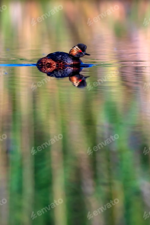 Preview: Water And Swimming Bird. Swimming Grebe. Yellow Green Water Reflections Background. Bird: Black