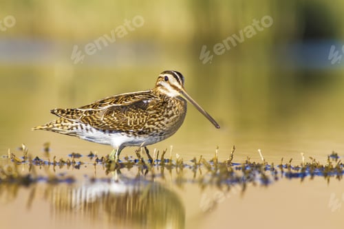 Preview: Common Snipe. Colorful Nature Background. Bird: Common Snipe. Gallinago Gallinago.