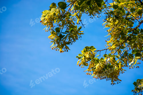 Preview: Branch Of Linden Tree In Blossom. Beautiful Springtime Nature Background Against The Blue Summer Sky