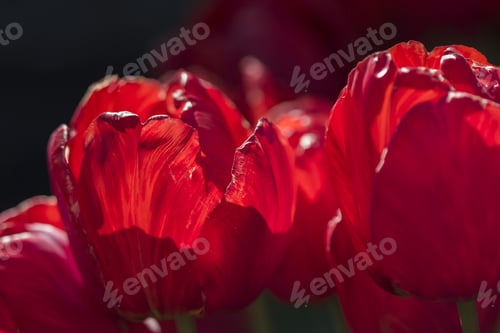 Preview: Beautiful Tulips With Details