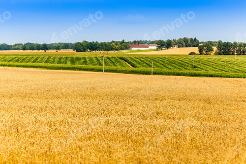 Preview: Summer Countryside In Czech Republic With Yellow Fields And Blue Sky.