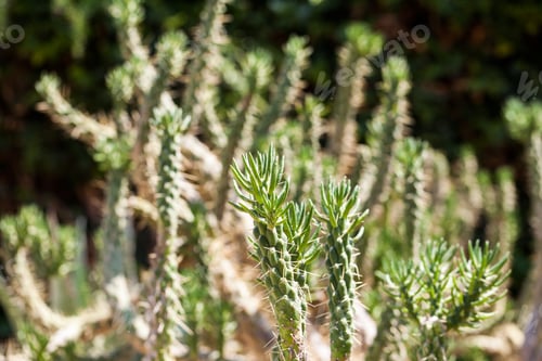 Preview: Austrocylindropuntia Subulata Plant In Botanical Garden