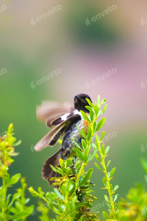 Preview: Cute Bird On Branch. Nature Background