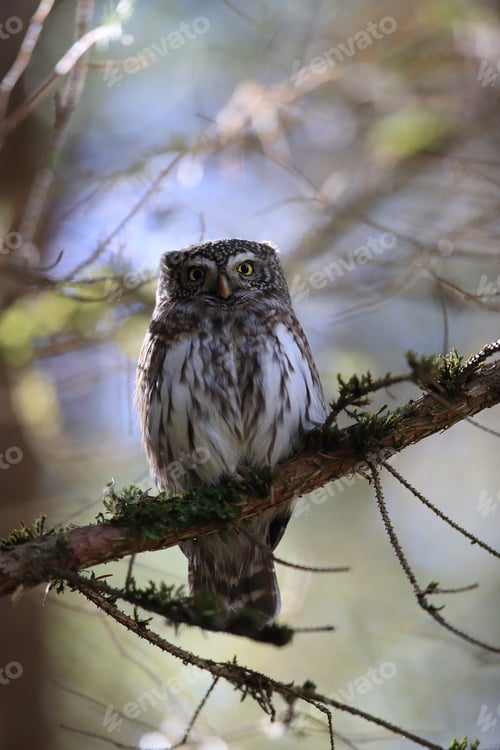 Preview: Eurasian Pygmy Owl-Swabian Jura,Swabian Alps,Baden-Württemberg, Germany