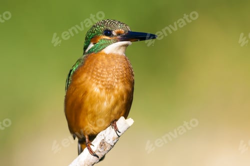 Preview: Cute Little Colorful Bird. Kingfisher. Green Yellow Nature Background. Bird: Common Kingfisher