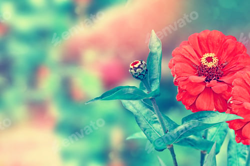 Preview: Colorful And Colorful Flowers Zinnias. Summer Landscape.