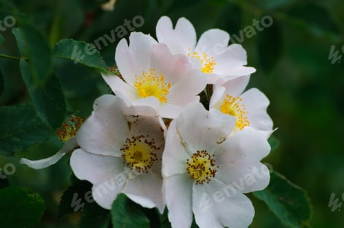 Preview: Blooming Rosa Multiflora
