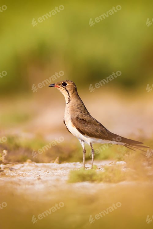 Preview: Cute Bird Pratincole. Green Yellow Nature Background. Collared Pratincole / Glareola Pratincola