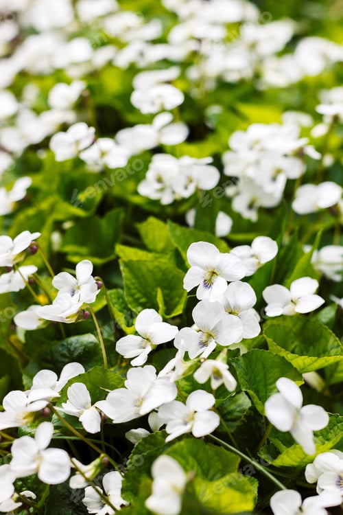 Preview: White Viola Canadensis. White Flowers In Spring Garden. Nature Background.