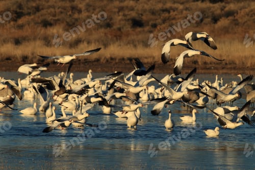 Preview: Snow Geese Bosque Del Apache, New Mexico Usa