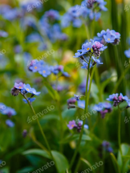 Preview: Blue Flowers Of Forget-Me-Not. Summer Background.