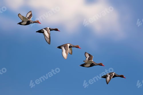 Preview: Flying Ducks. Blue Sky Background. Bird: Red Crested Pochard. Netta Rufina.