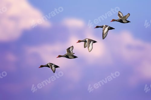 Preview: Flying Duck. Isolated Ducks. Blue Purple Sky Background. Bird: Red Crested Pochard. Netta Rufina.