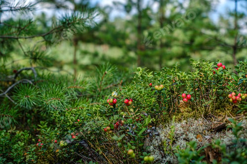 Preview: Lingonberries Cranberries On Green Moss In Forest Near Dry Tree Stomps In Summer