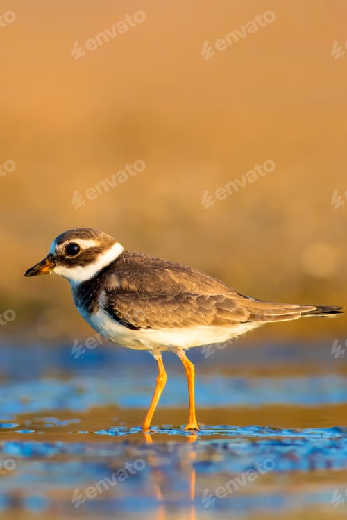 Preview: Cute Little Water Bird. Nature Background. Bird: Common Ringed Plover. Charadrius Hiaticula