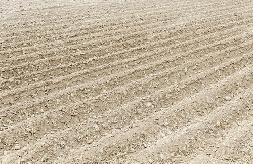 Preview: Land Plowed For Planting, Agriculture Detail