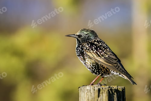 Preview: Starling Bird. Green Nature Background.