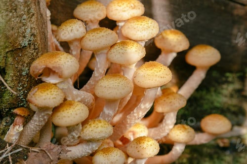 Preview: Armillaria Mellea, Edible Mushrooms In The Forest