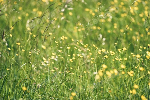 Preview: Midsummer Countryside Meadow With Flowers. Abstract Close Up Neutral Background. White And Yellow
