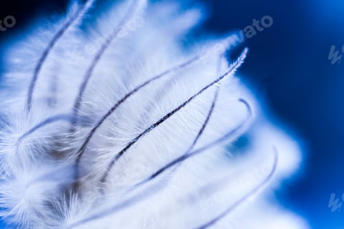 Preview: Abstract Composition With Dried Clematis Seeds And Light