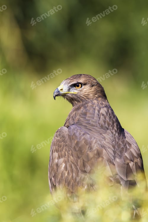 Preview: Bird Of Prey. Green Nature Background. Bird: Long Legged Buzzard. Buteo Rufinus.