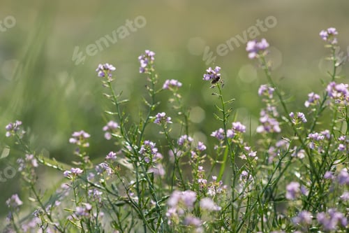 Preview: Beautiful Blurred Background With Purple Flowers.