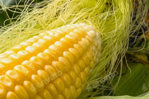 Preview: Fresh Corn On Cobs On Black Background, Closeup