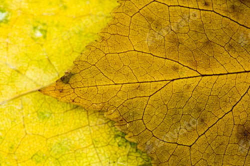 Preview: Autumnal, Colorful Dried Leaves - Texture And Background